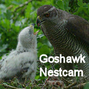 Goshawk Nestcam Goshawk Nestcam