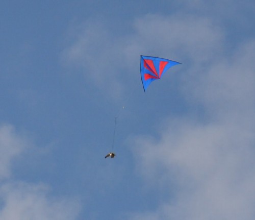 Konkursy latawcowe i Trialu