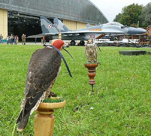 Ochona biologiczna - lotnisko