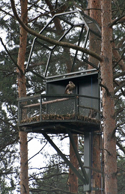Reintrodukcja sokoła wędrownego